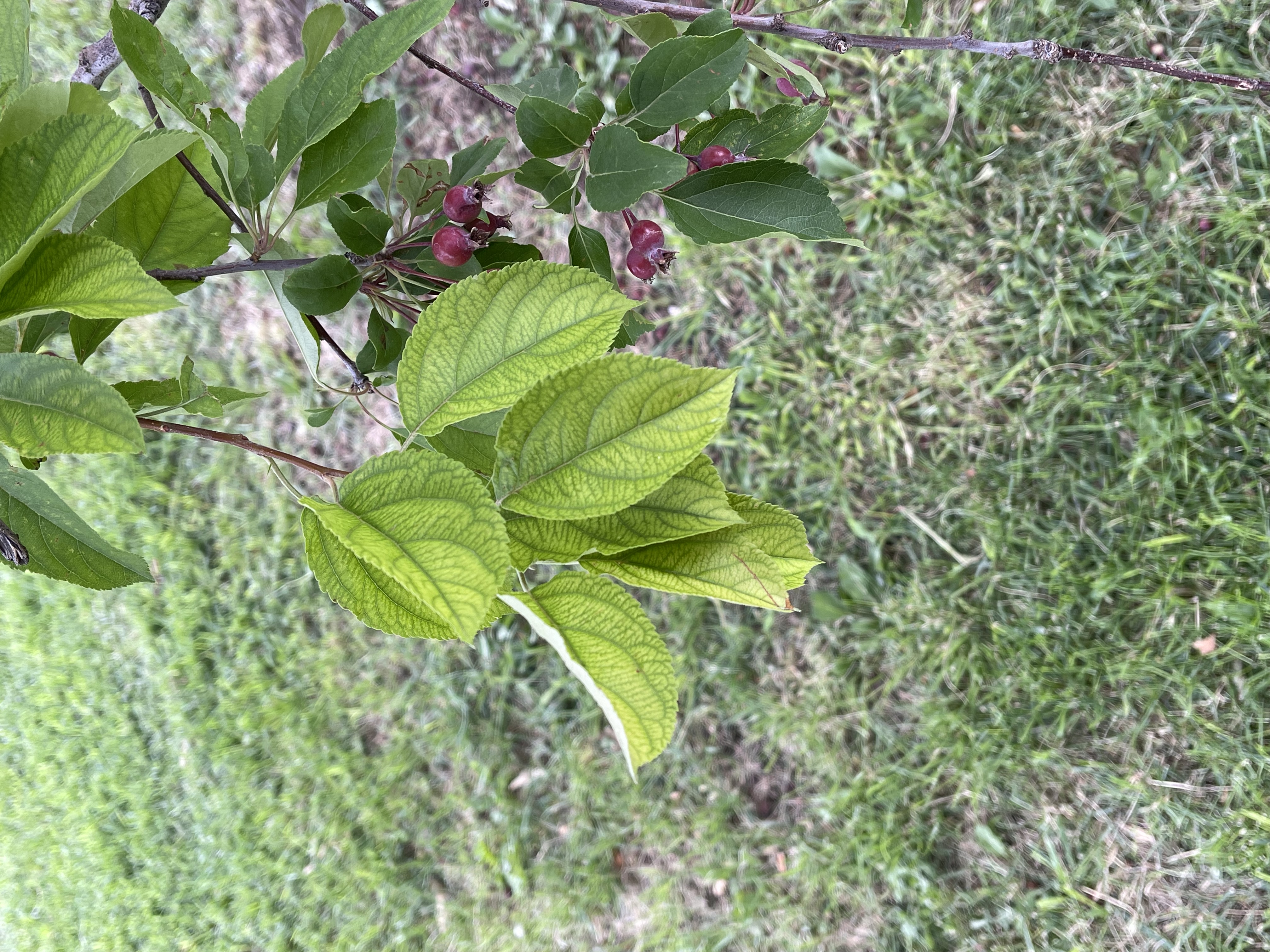 Crabapple tree branch with light green, yellowing leaves and small red berries hanging in clusters.